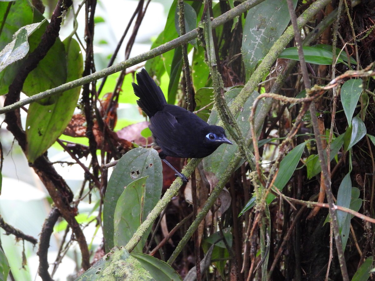 Zeledon's Antbird - Albeiro Erazo Farfán