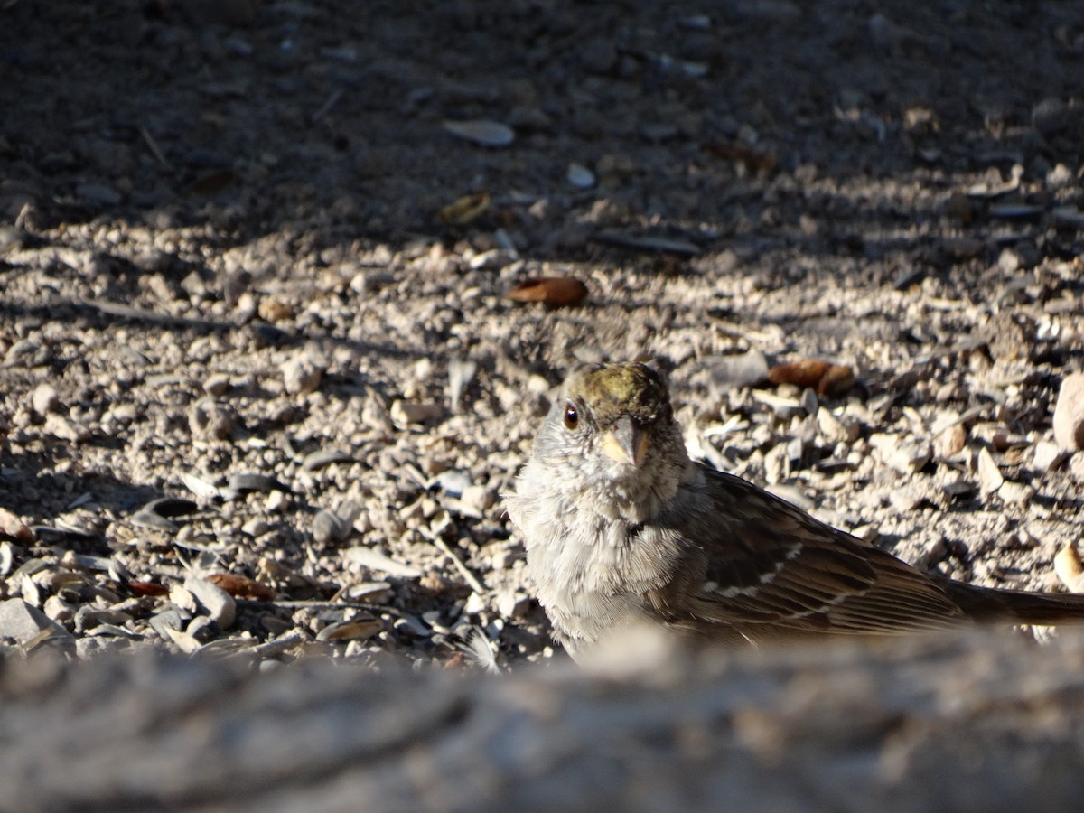 Golden-crowned Sparrow - Janine McCabe