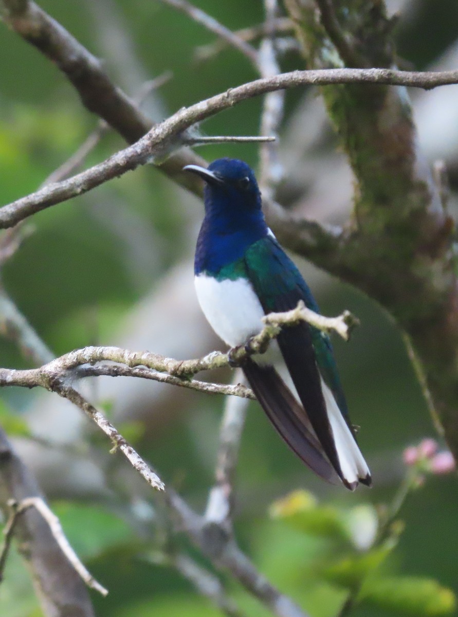 White-necked Jacobin - ML149960451