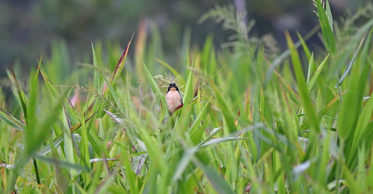 Black-capped Donacobius - ML149960921