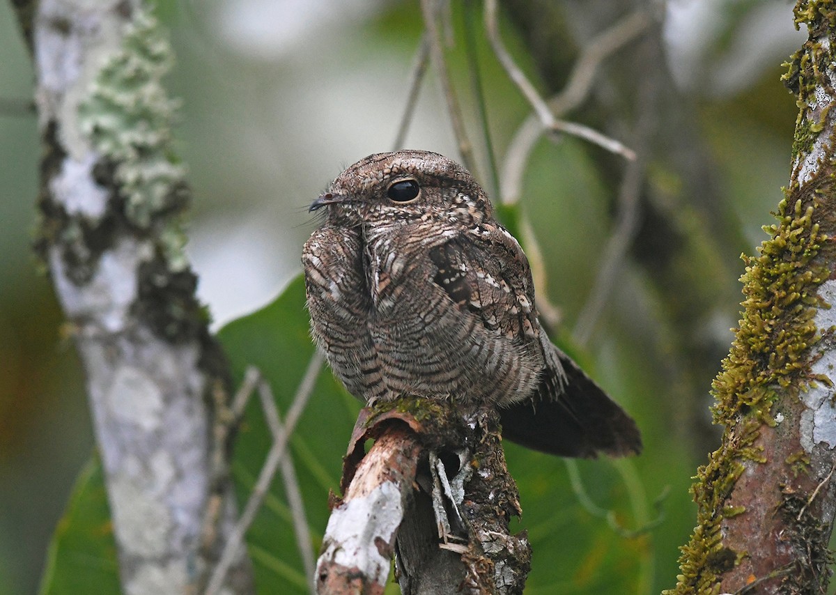 Ladder-tailed Nightjar - ML149960991