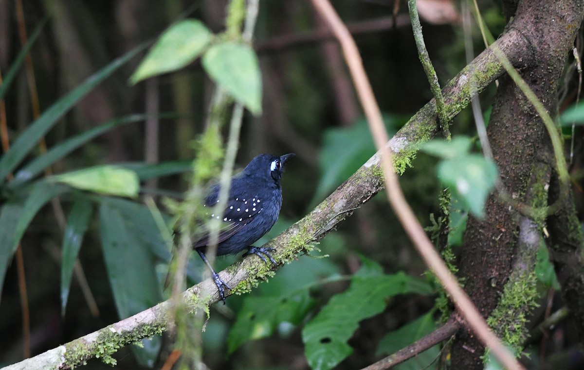 Plumbeous Antbird - ML149961271