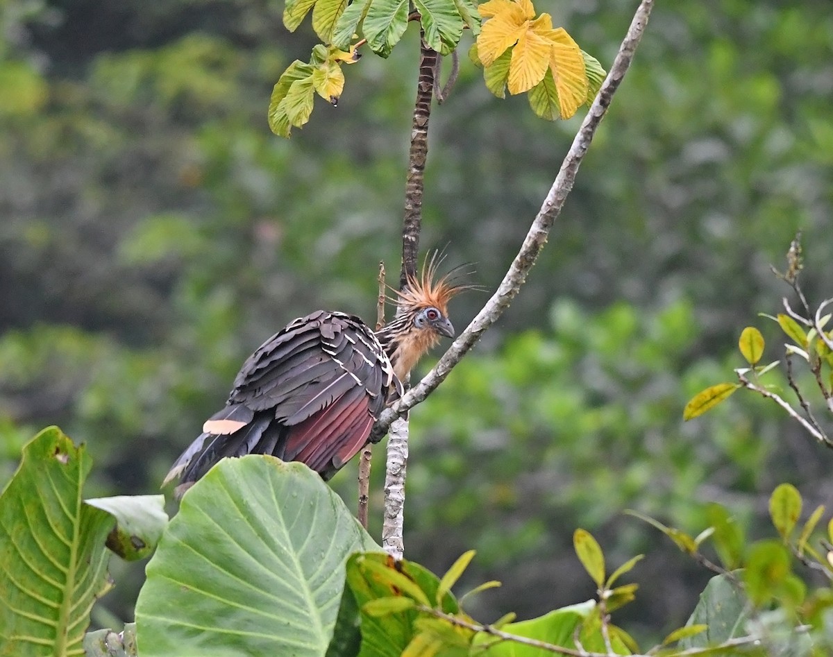 Hoatzin - ML149961321