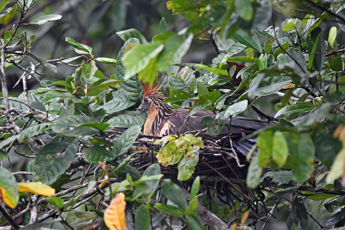 Hoatzin - ML149961341