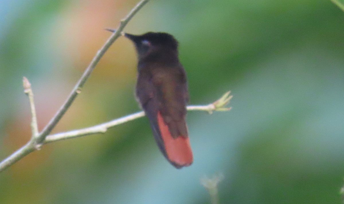 kolibřík červenohlavý - ML149961371