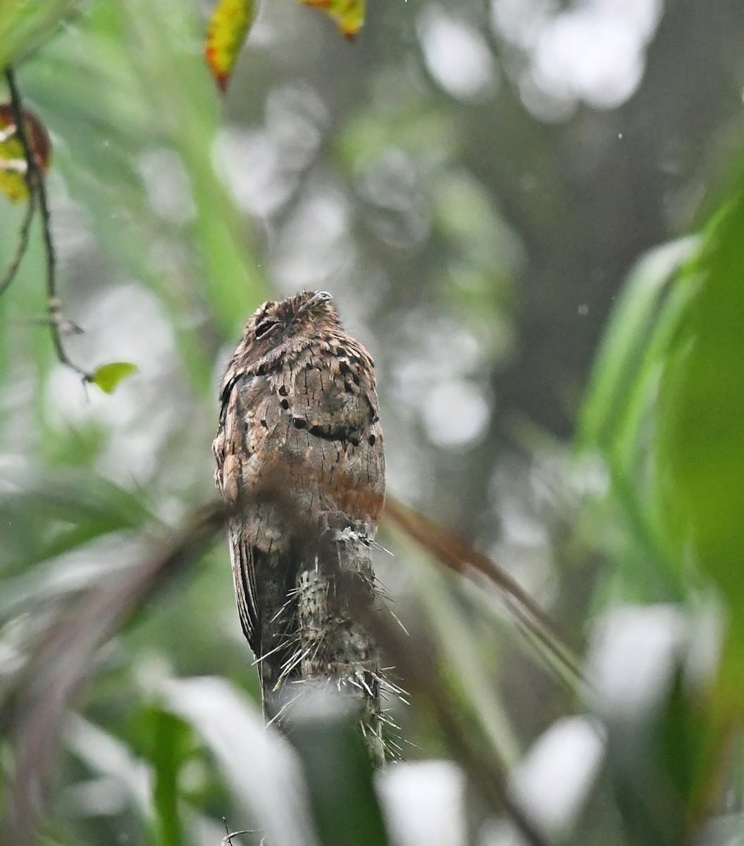 Common Potoo - ML149961481