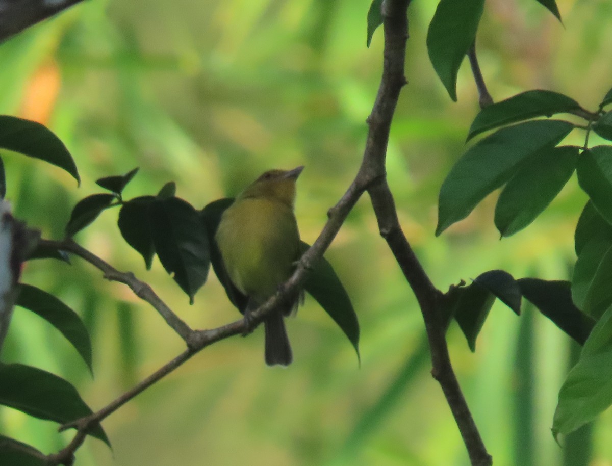 Tyranneau à poitrine jaune - ML149961761