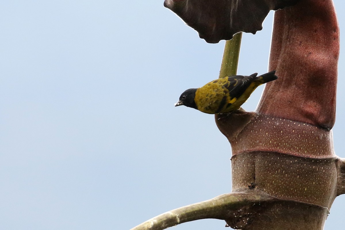 Olivaceous Siskin - Dave Beeke