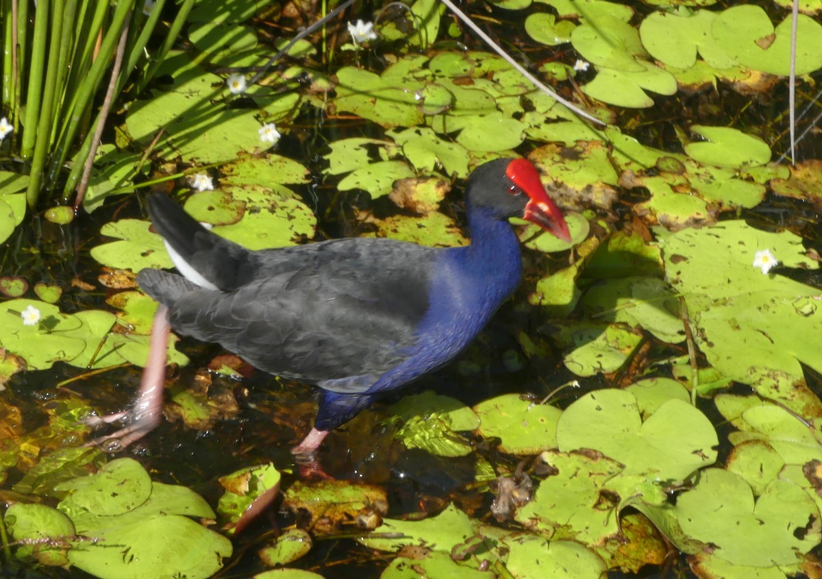 Australasian Swamphen - ML149963261