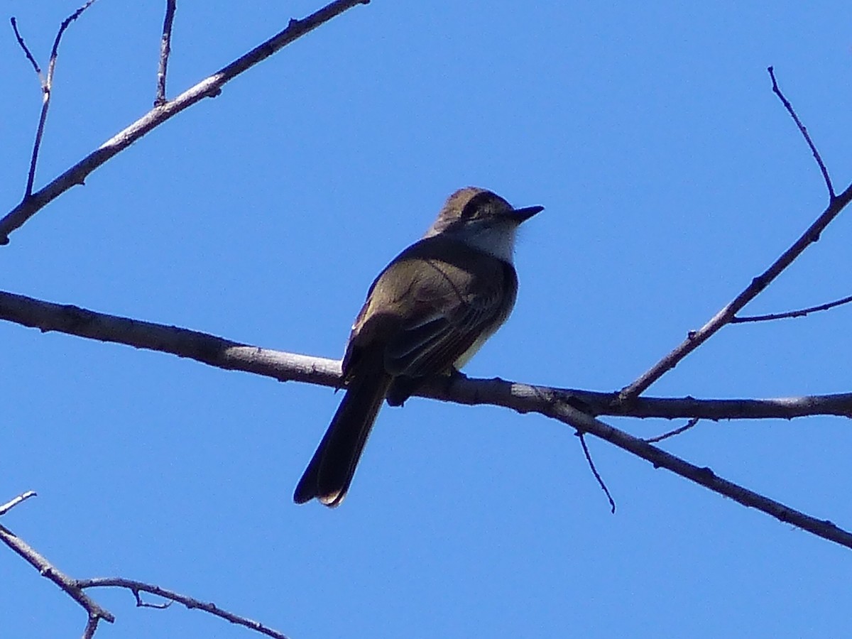 Dusky-capped Flycatcher - ML149963791