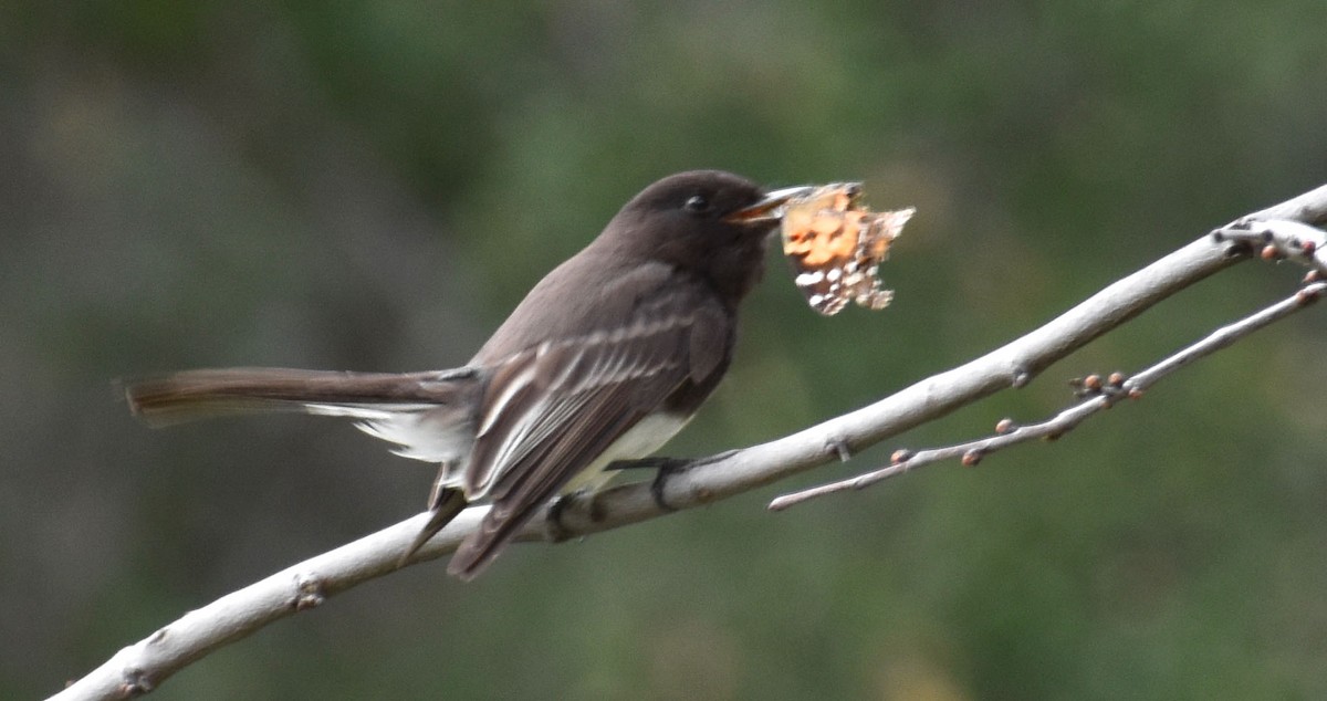 Black Phoebe - Alexander deBarros