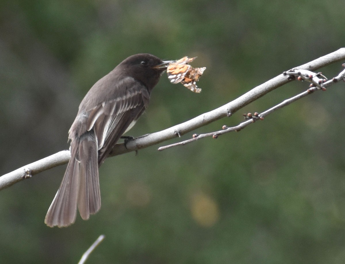 Black Phoebe - Alexander deBarros