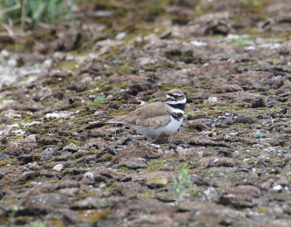 Killdeer - Kathleen McEachern