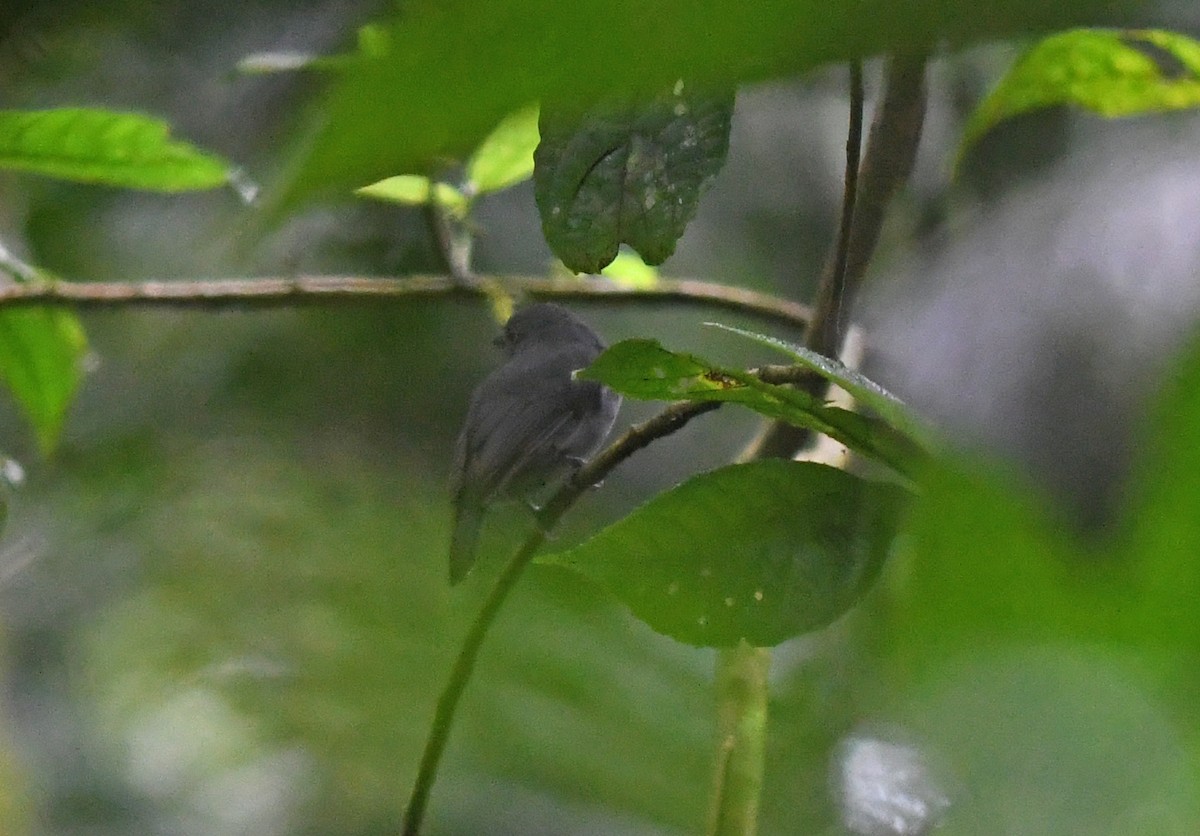 Dusky-throated Antshrike - ML149967181