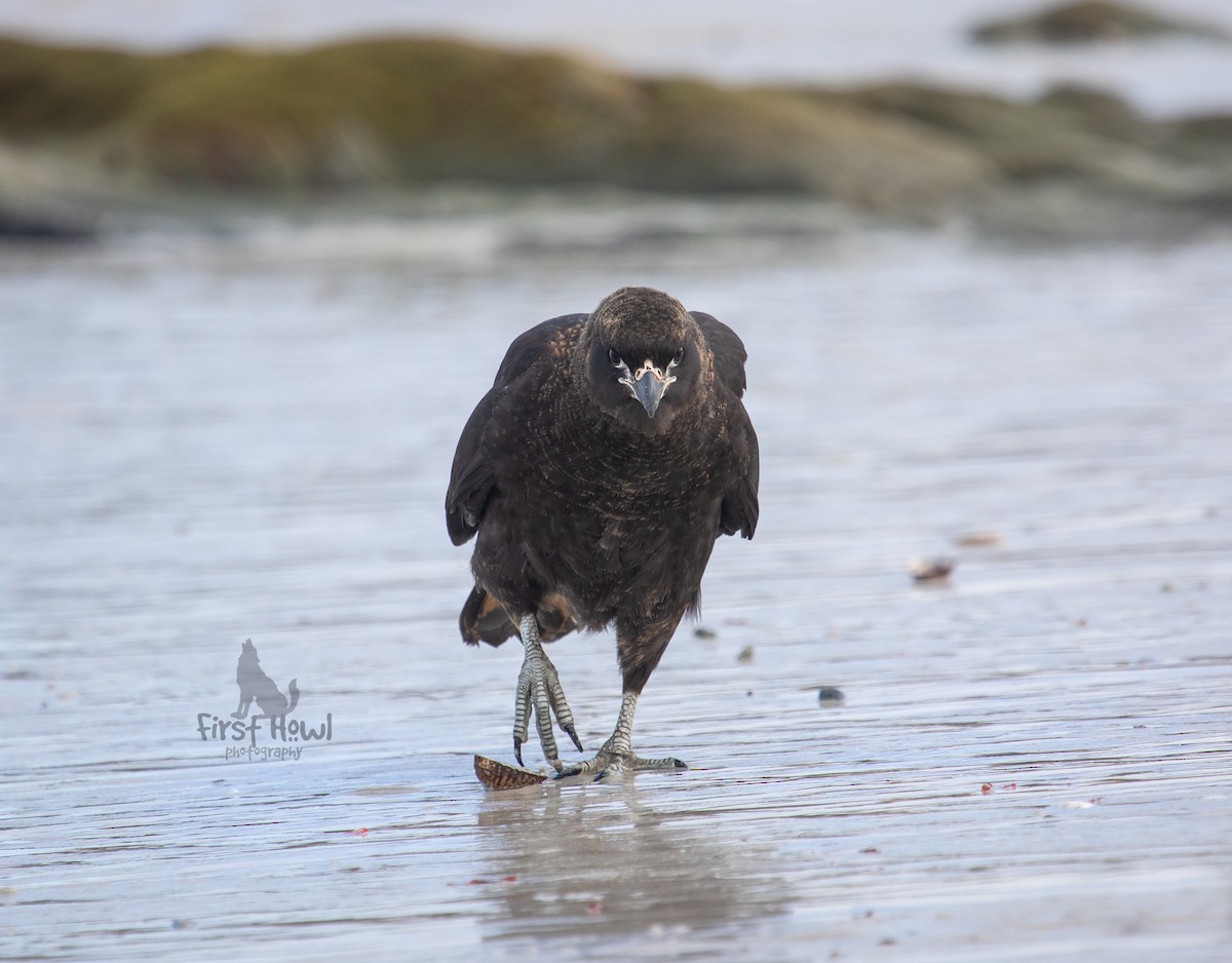 Caracara Austral - ML149967501