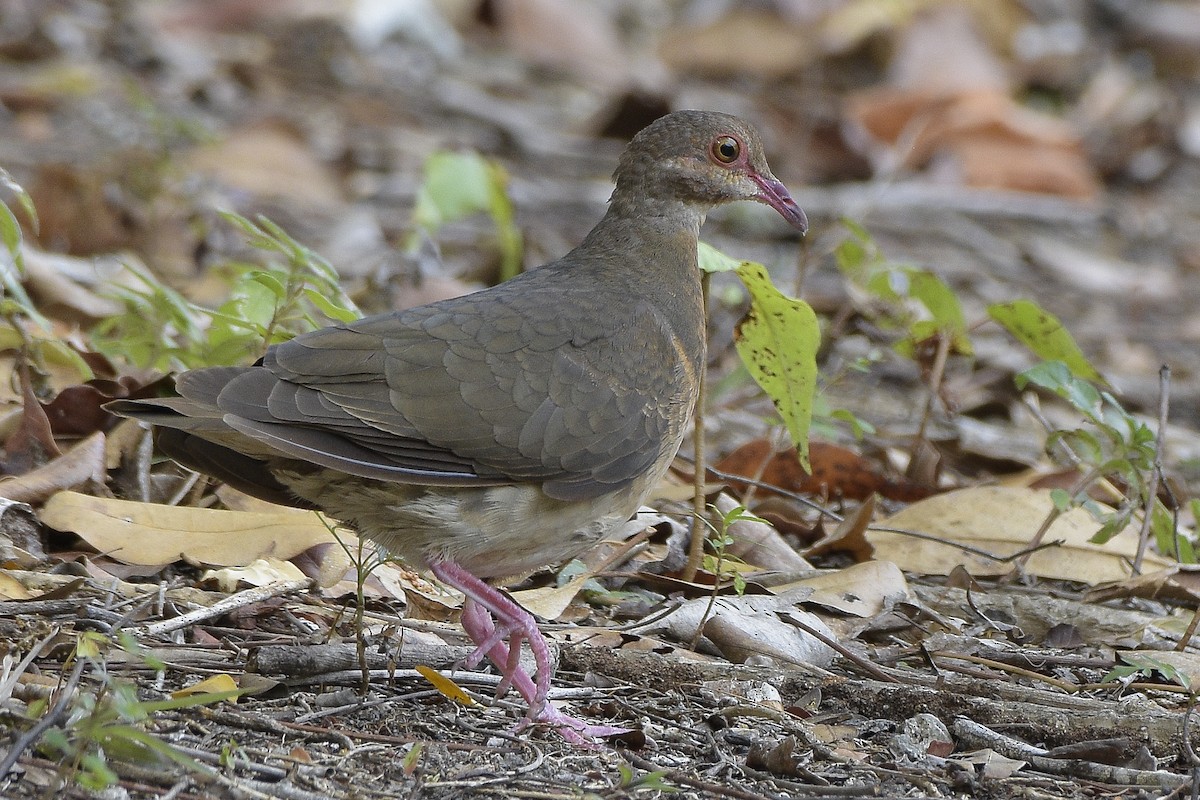 Ruddy Quail-Dove - Carlos Echeverría