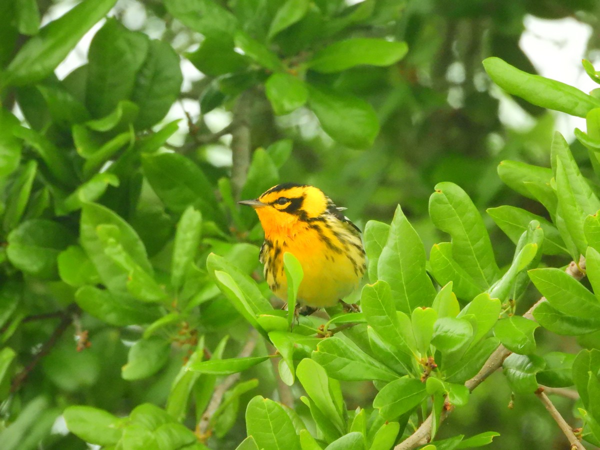 Blackburnian Warbler - ML149969291