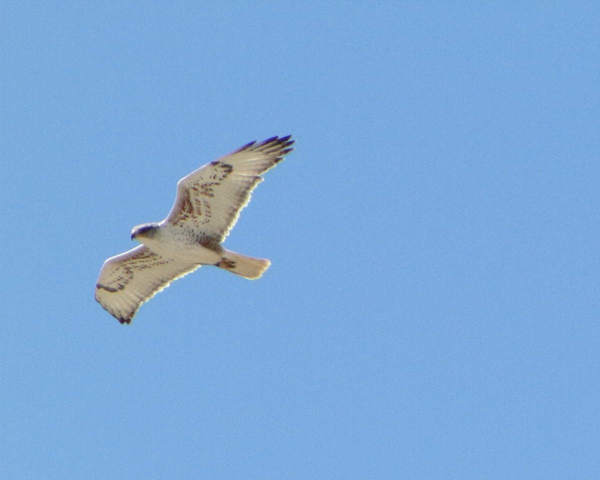 Ferruginous Hawk - ML149970421