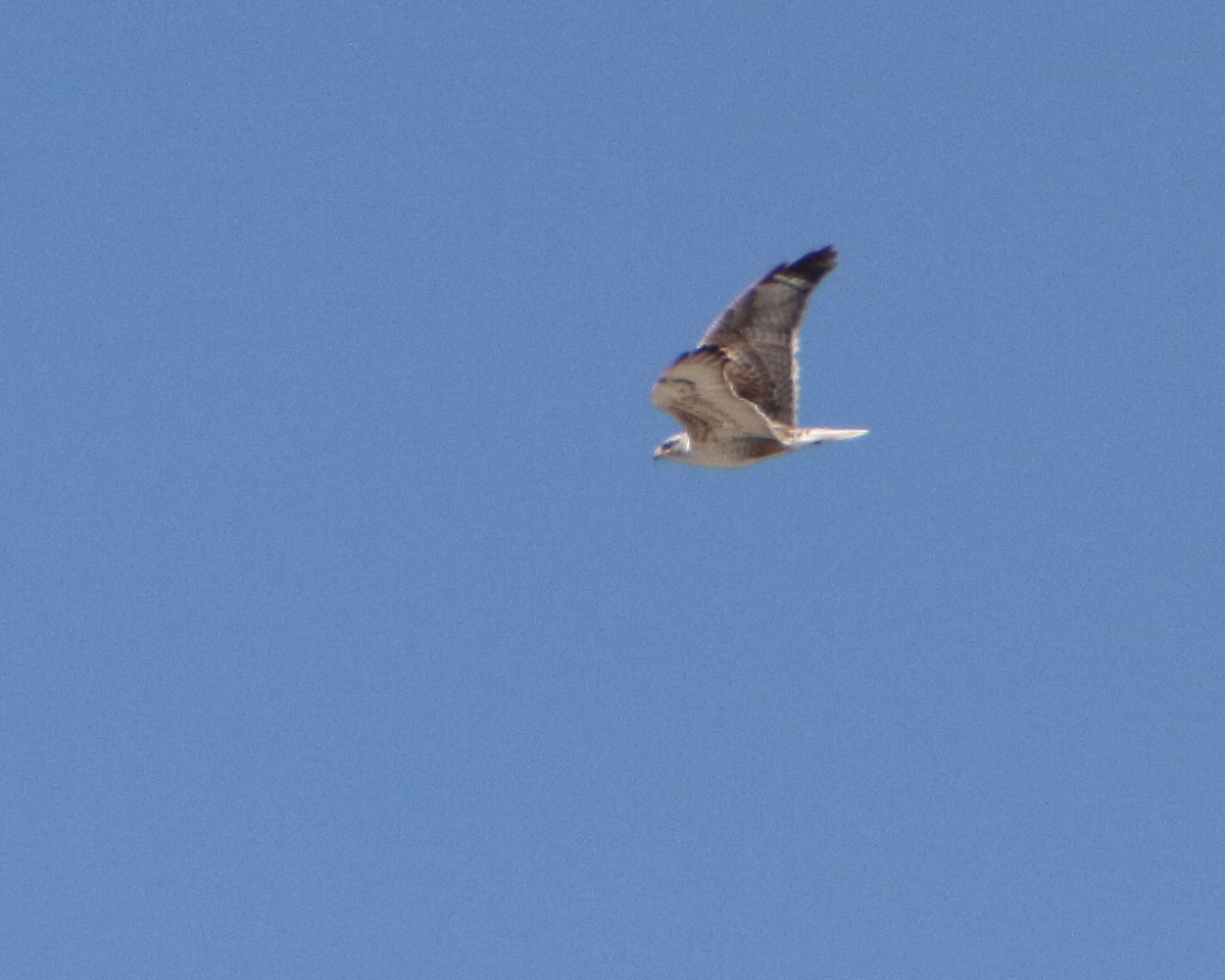 Ferruginous Hawk - ML149970471