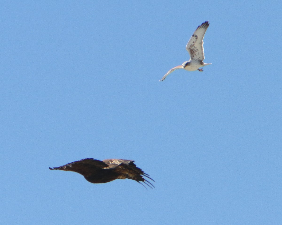 Aquila reale - ML149970581