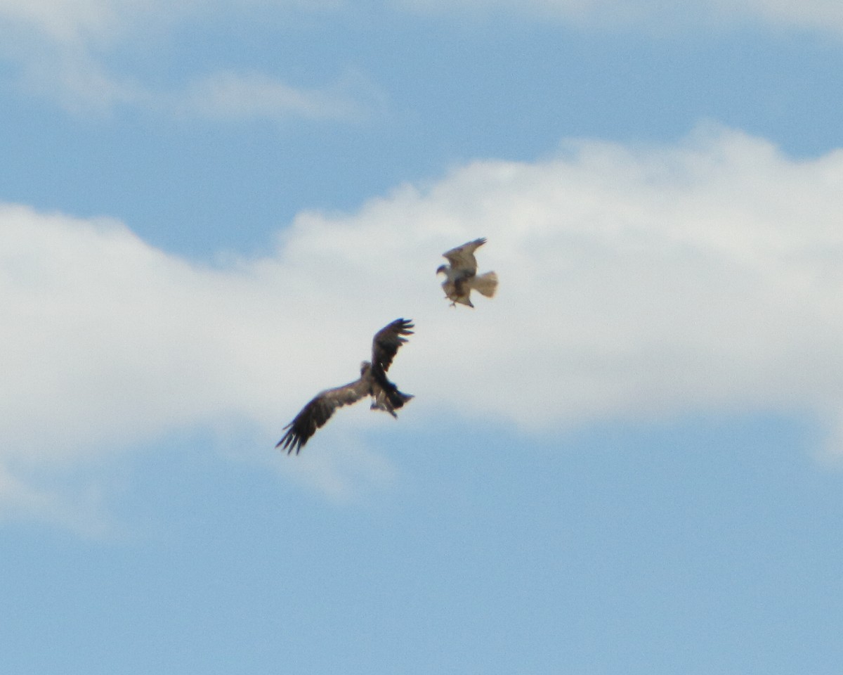 Aquila reale - ML149970611