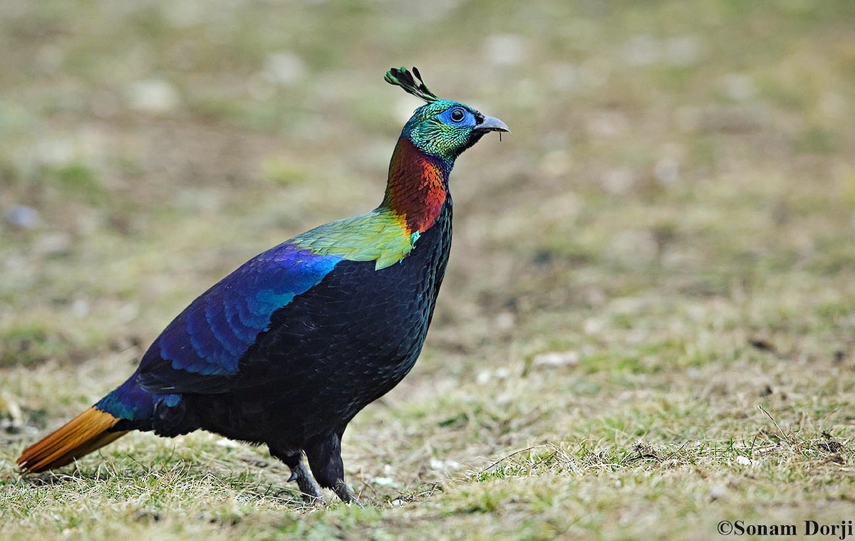Himalayan Monal - ML149970621