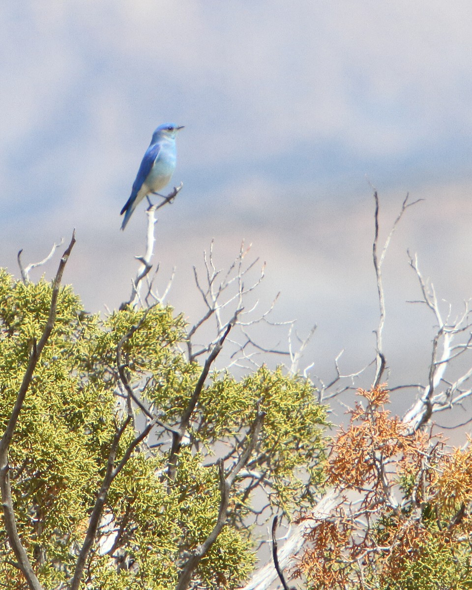 Mountain Bluebird - ML149970681