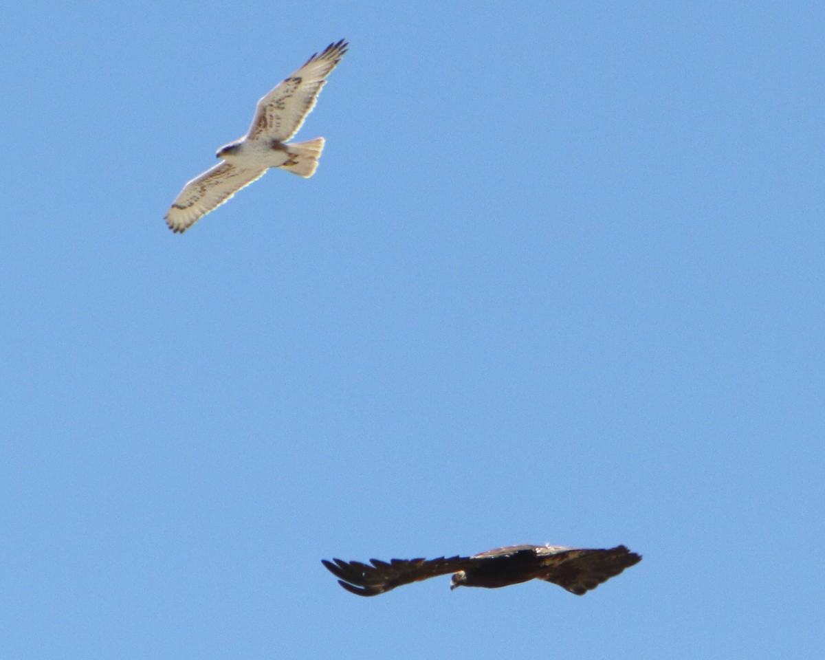Aquila reale - ML149970691