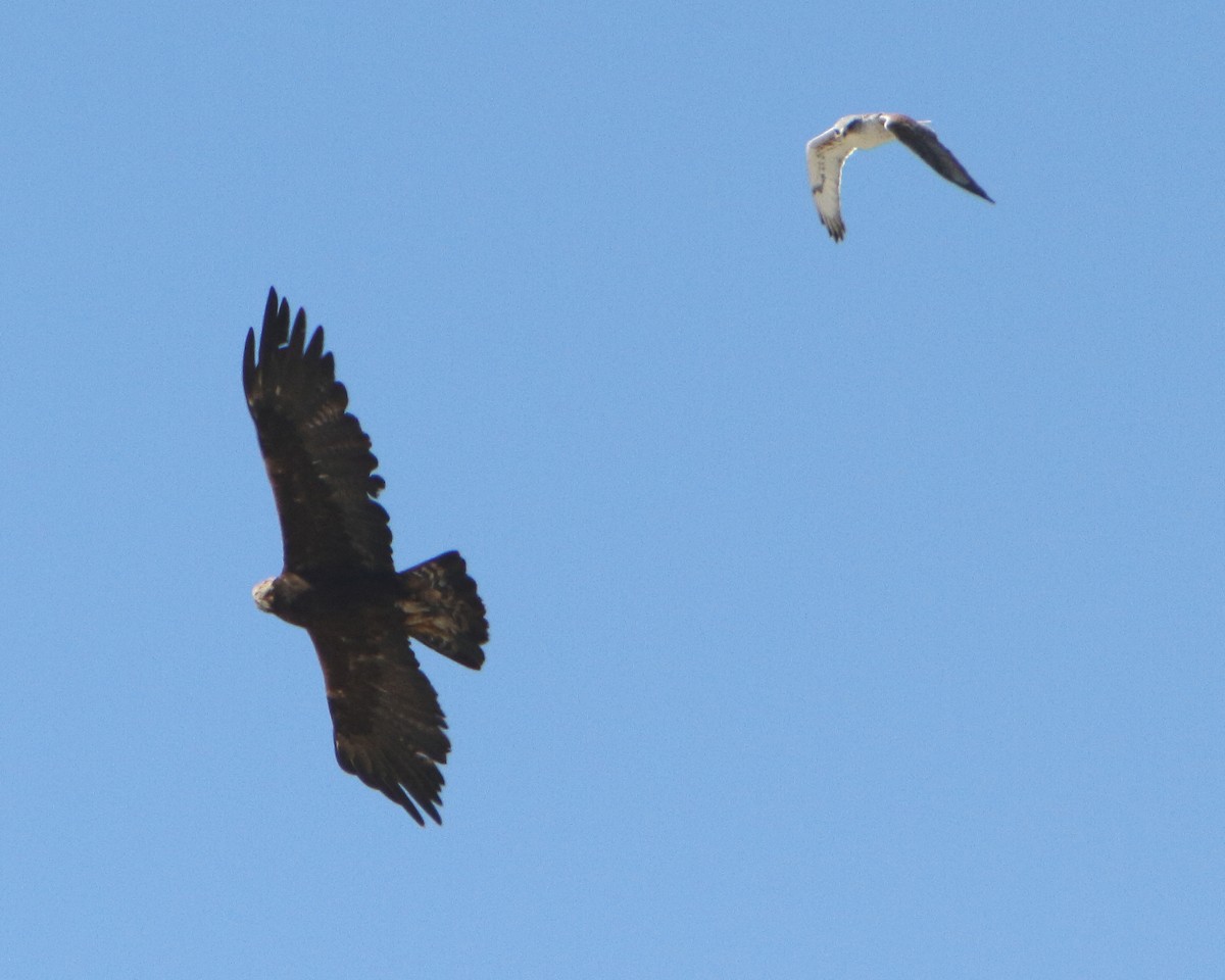 Aquila reale - ML149970701