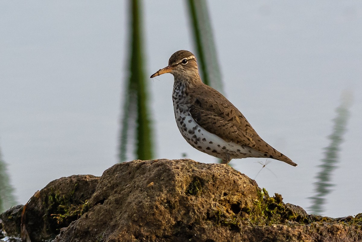 Spotted Sandpiper - ML149971261