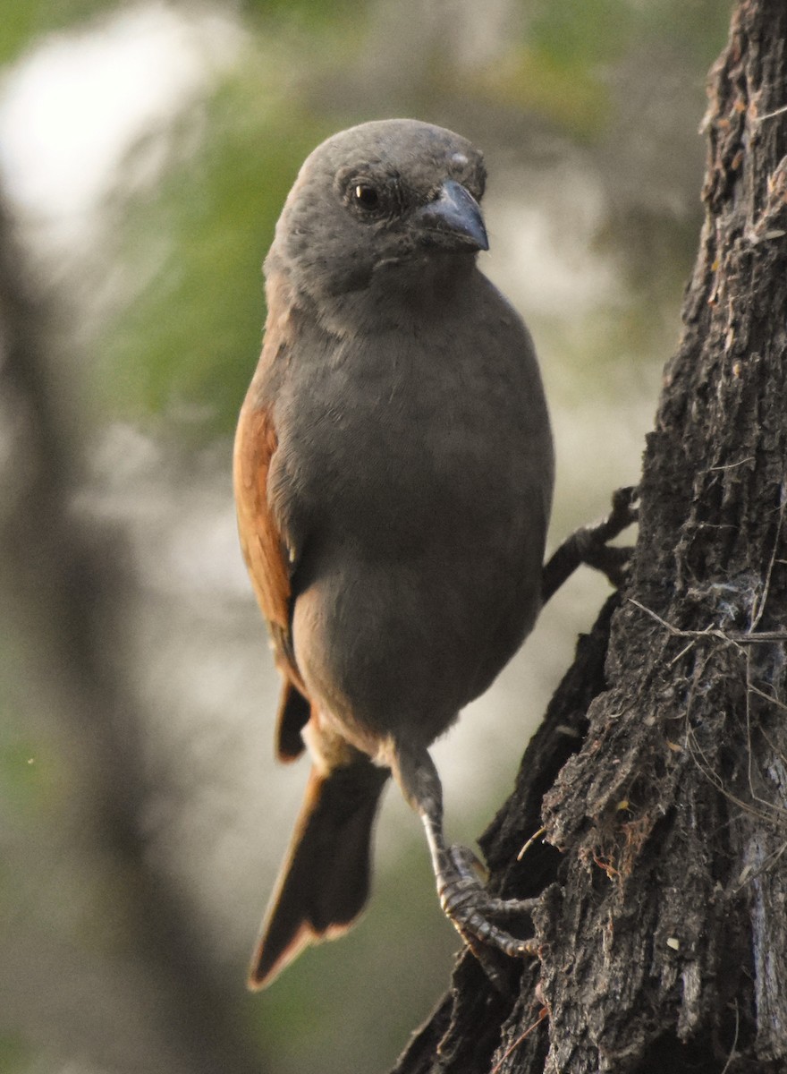Parrot-billed Sparrow - ML149971321
