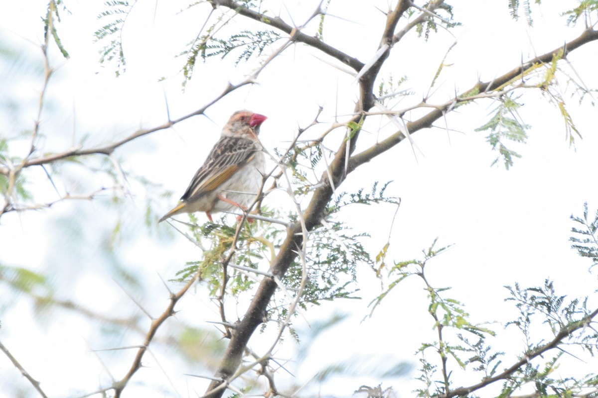 Red-billed Quelea - ML149971351