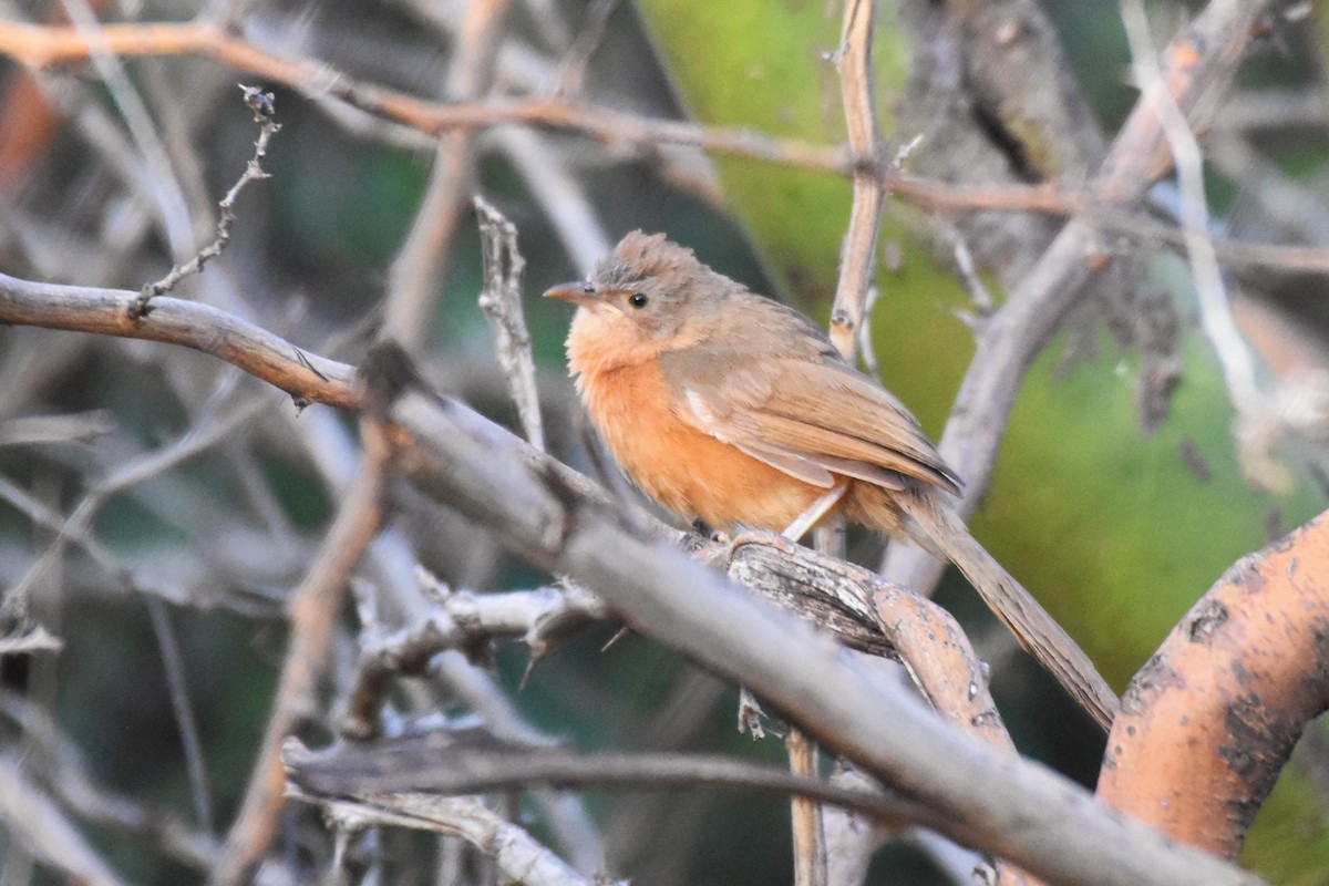 Rufous Chatterer - Sara Newman