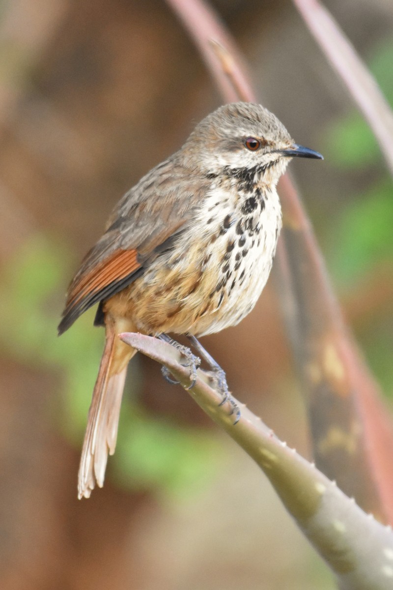 Spotted Morning-Thrush - ML149971471