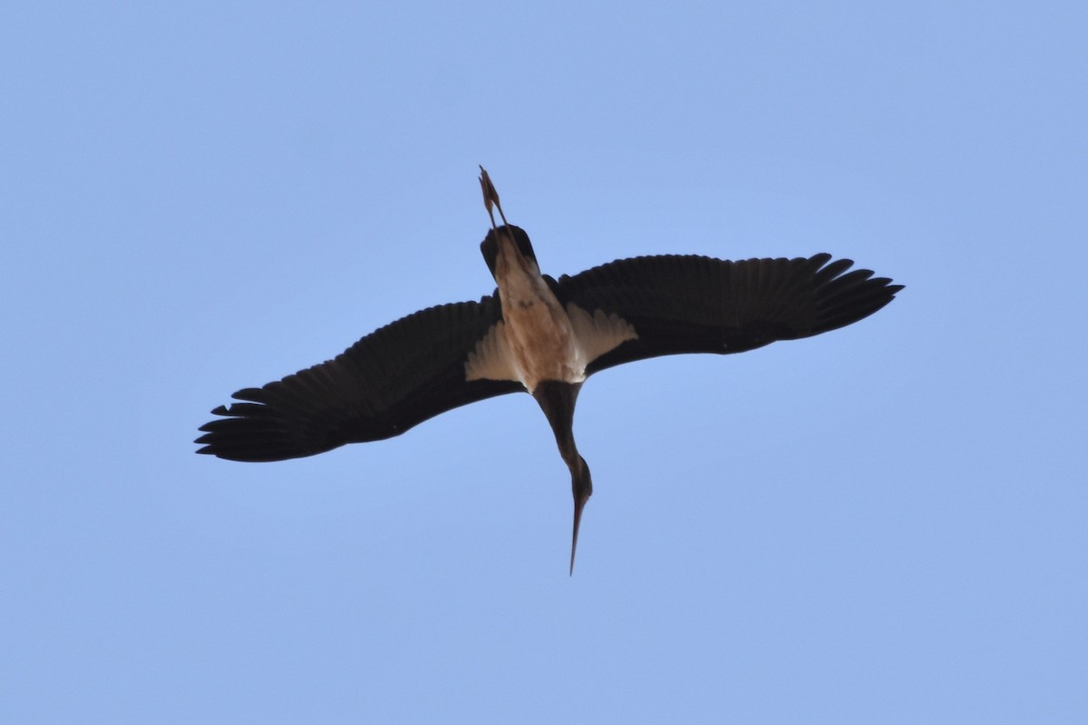 Black Stork - ML149971561