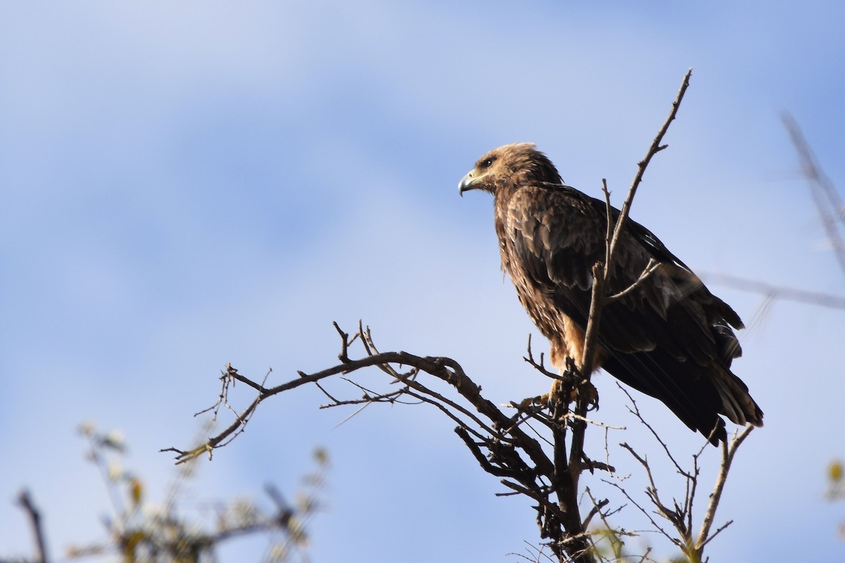 Tawny Eagle - ML149971671