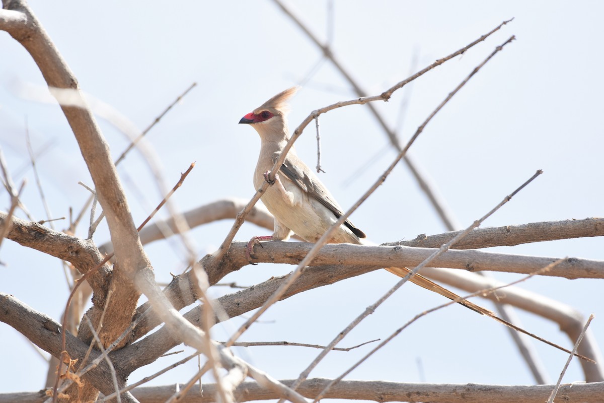 Blue-naped Mousebird - Sara Newman