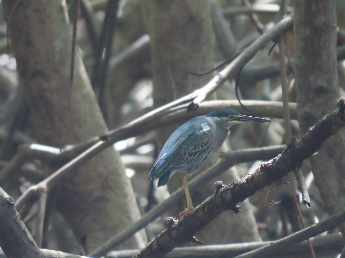 Striated Heron - ML149972491