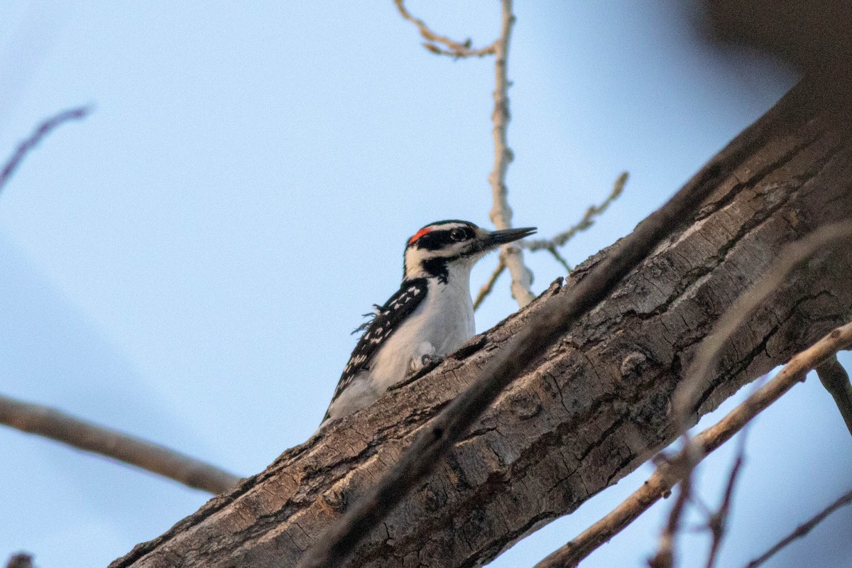 Hairy Woodpecker (Eastern) - ML149972531