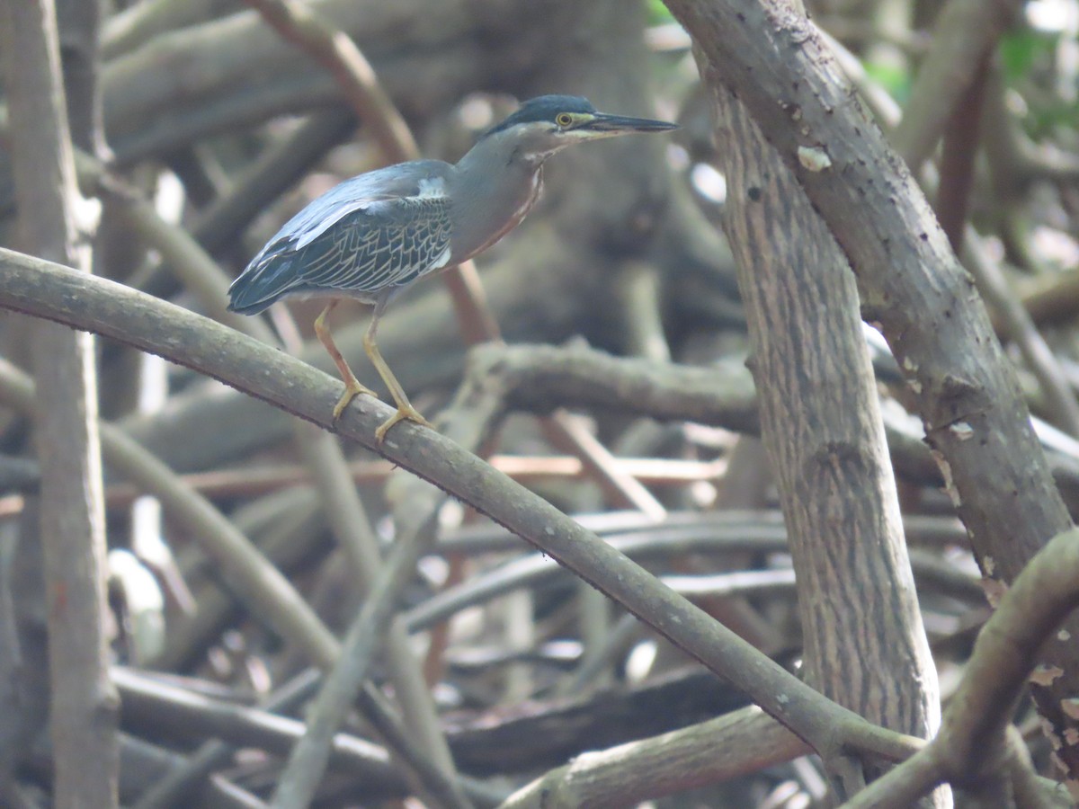 Striated Heron - ML149972551