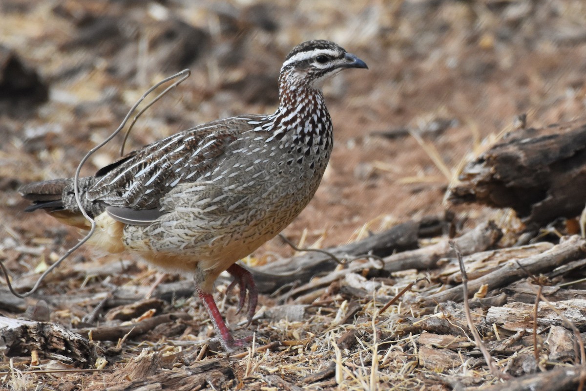 Crested Francolin - Sara Newman