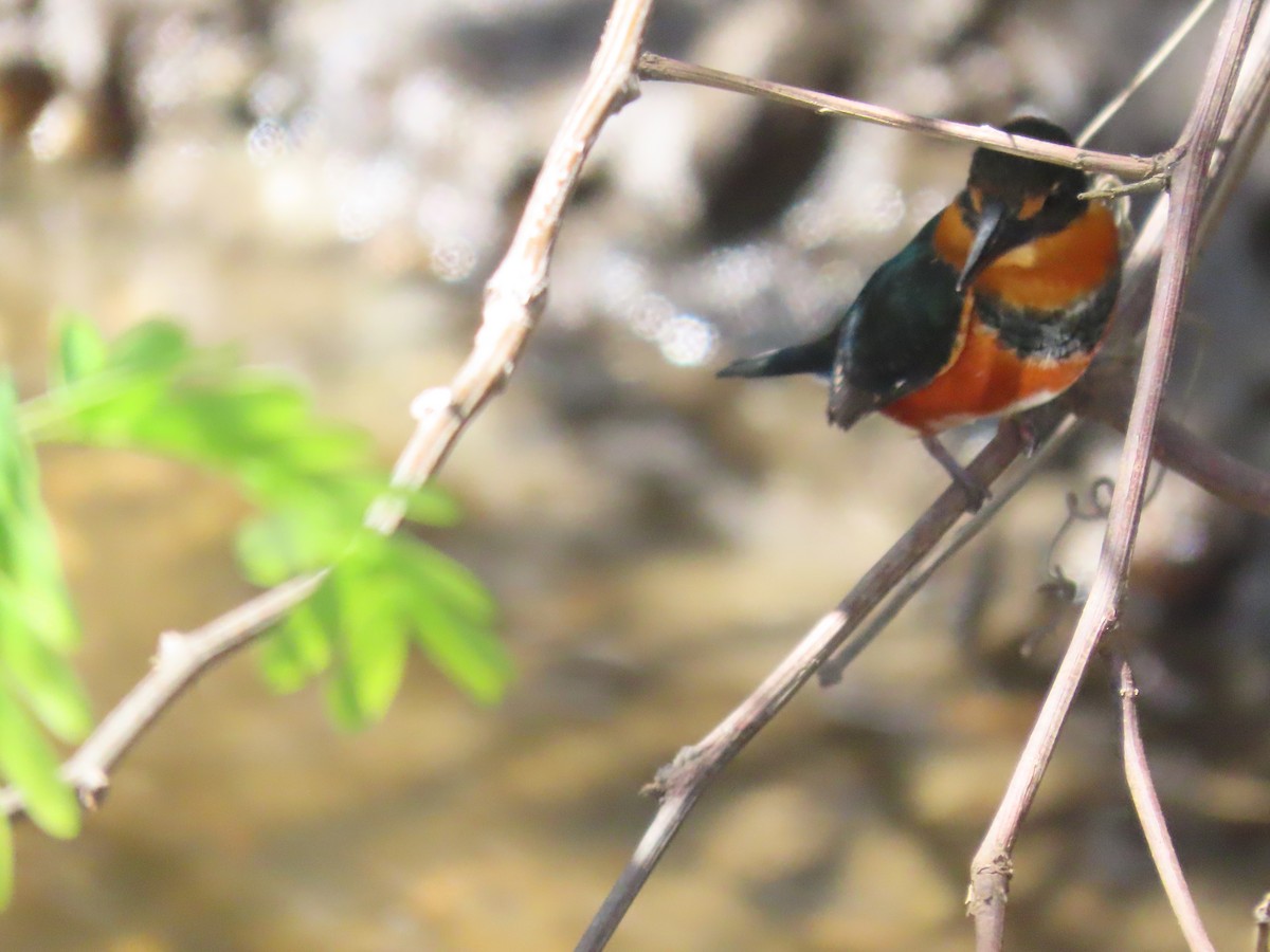 American Pygmy Kingfisher - ML149972621