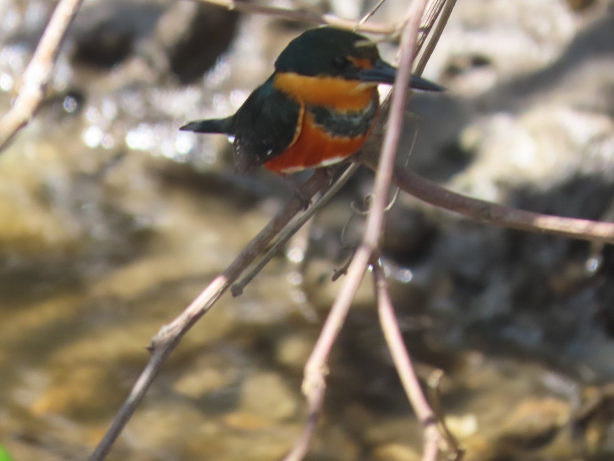 American Pygmy Kingfisher - ML149972651