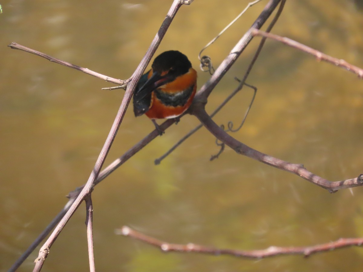 American Pygmy Kingfisher - ML149972681