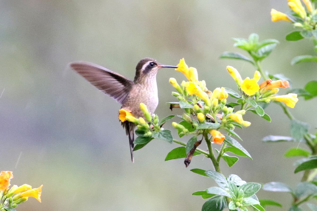 Speckled Hummingbird - Dave Beeke