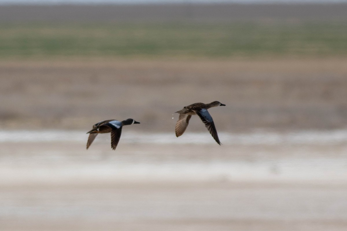 Blue-winged Teal - ML149972791
