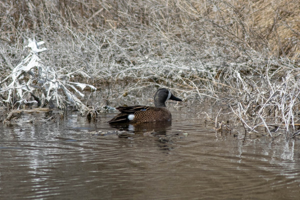 Blue-winged Teal - ML149972801