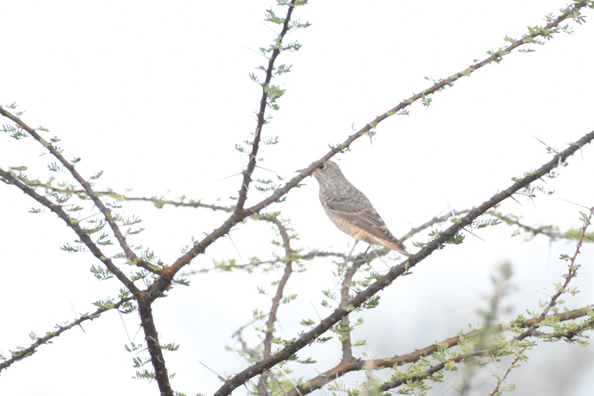 Rufous-tailed Rock-Thrush - Sara Newman