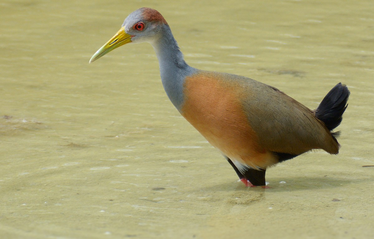 Russet-naped Wood-Rail - ML149973091