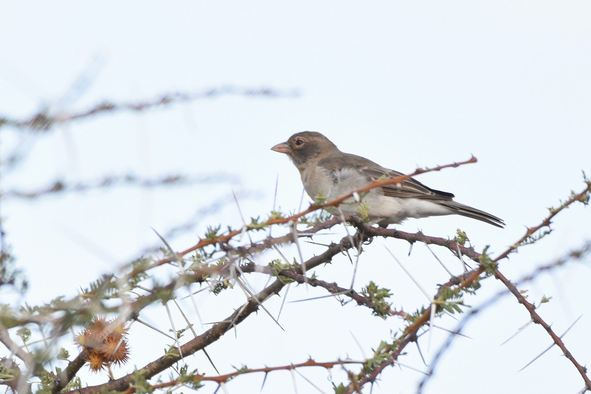 Yellow-spotted Bush Sparrow - Sara Newman